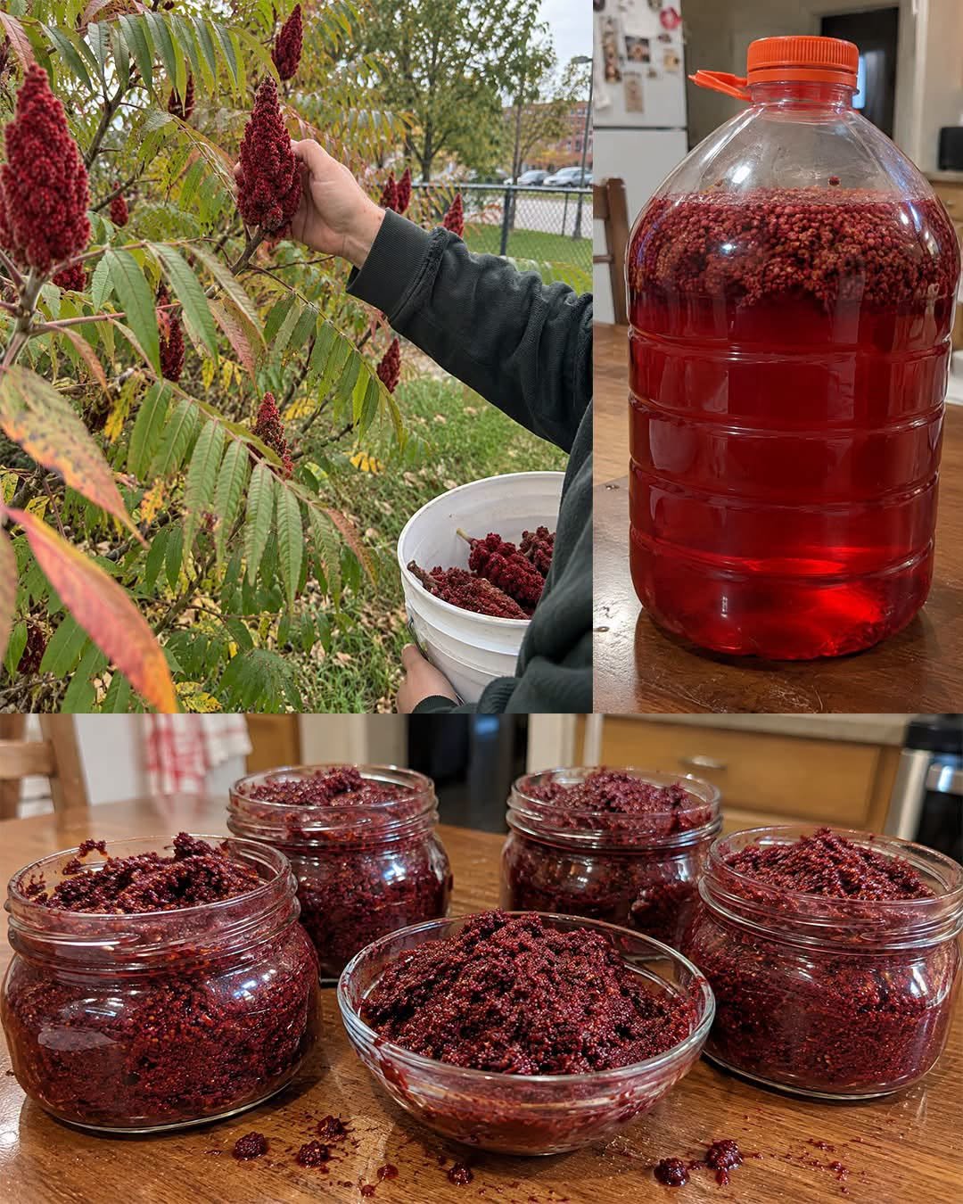 The Forgotten Value of the Sumac Tree: Traditional Uses, Benefits, and How to Use It Safely